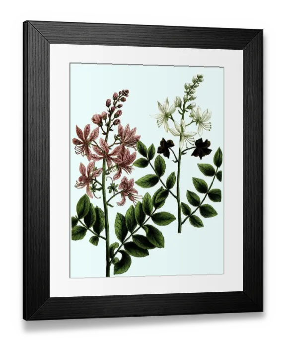 Framed Print : Dictamus albus, purpureo, Diptam