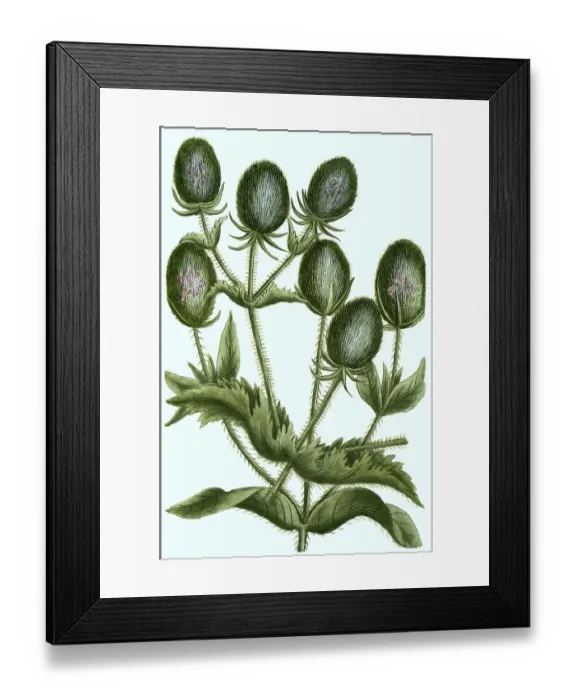 Framed Print : Sativus flore rubro Weber's teasel (Dipsacus)