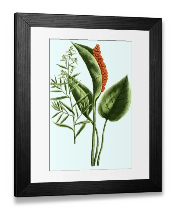 Framed Print : Tarragon (Artemisia dracunculus) and Dracunculus palustris Framed Print : Tarragon (Artemisia dracunculus) and Dracunculus palustris