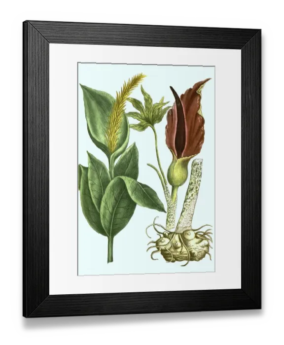 Framed Print : Dracunculus serpentaria, common dragonwort