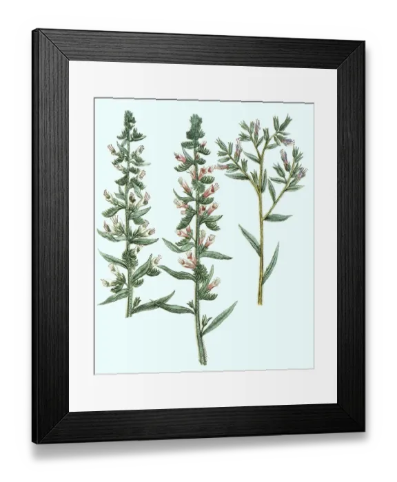 Framed Print : Echium majus, common viper's bugloss (Echium vulgare) or viper's bugloss viper's bugloss