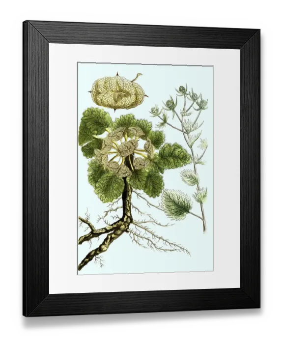 Framed Print : Flat-leaved man-trefoil, Eryngium planum Framed Print : Flat-leaved man-trefoil, Eryngium planum