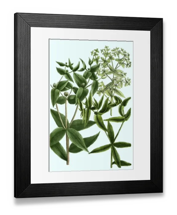 Framed Print : Cross-leaved spurge, the caper spurge (Euphorbia lathyris) or paper spurge