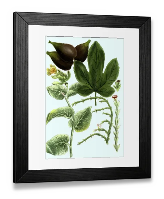 Framed Print : Ficus, fig, and ficoides, Hortipedia Framed Print : Ficus, fig, and ficoides, Hortipedia