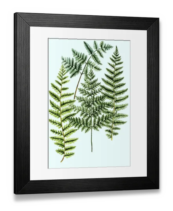 Framed Print : True male-fern (Dryopteris filix-mas) Framed Print : True male-fern (Dryopteris filix-mas)