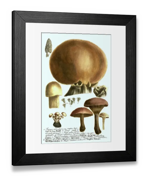 Framed Print : Fungi, Bovist (Fungus orbicularis)