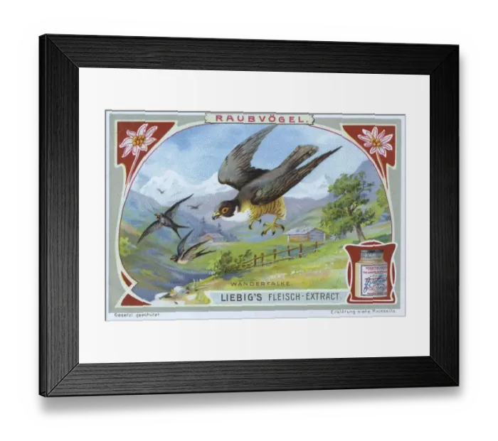 Framed Print : Picture series Birds of Prey, the Peregrine Falcon Framed Print : Picture series Birds of Prey, the Peregrine Falcon