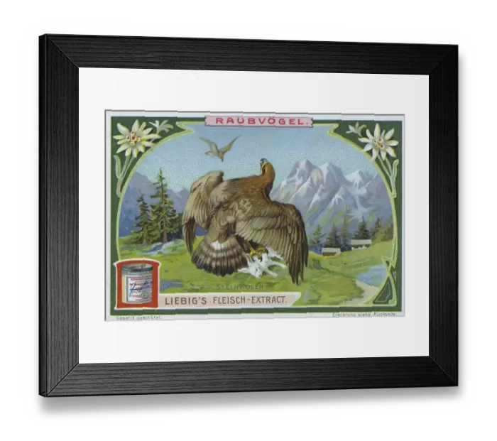 Framed Print : Picture series Birds of Prey, Golden eagle with captured fawn Framed Print : Picture series Birds of Prey, Golden eagle with captured fawn