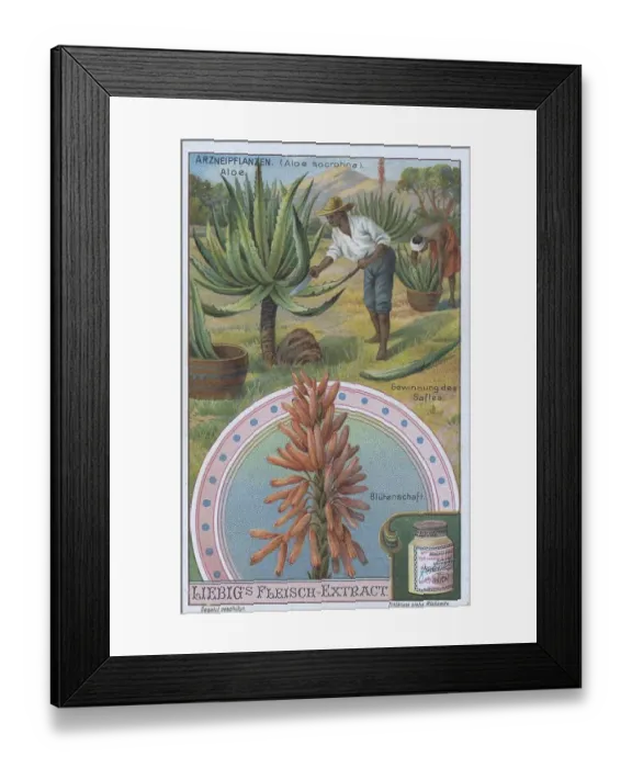 Framed Print : Picture series the preparation of medicinal plants