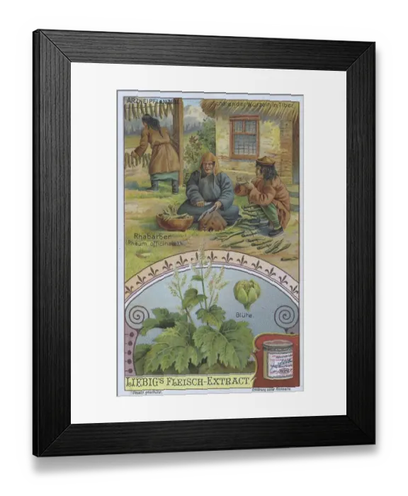 Framed Print : Picture series the preparation of medicinal plants