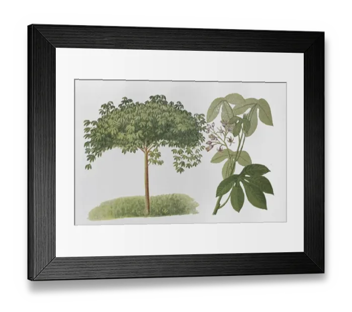 Framed Print : Natural rubber, tree cassava or Ceara rubber tree Framed Print : Natural rubber, tree cassava or Ceara rubber tree