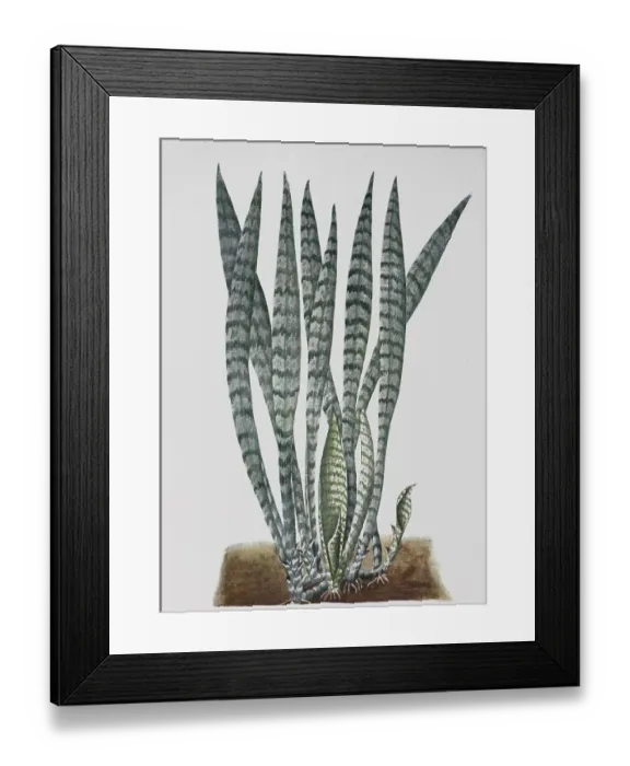 Framed Print : Sansevieria, Sanseviera guineensis