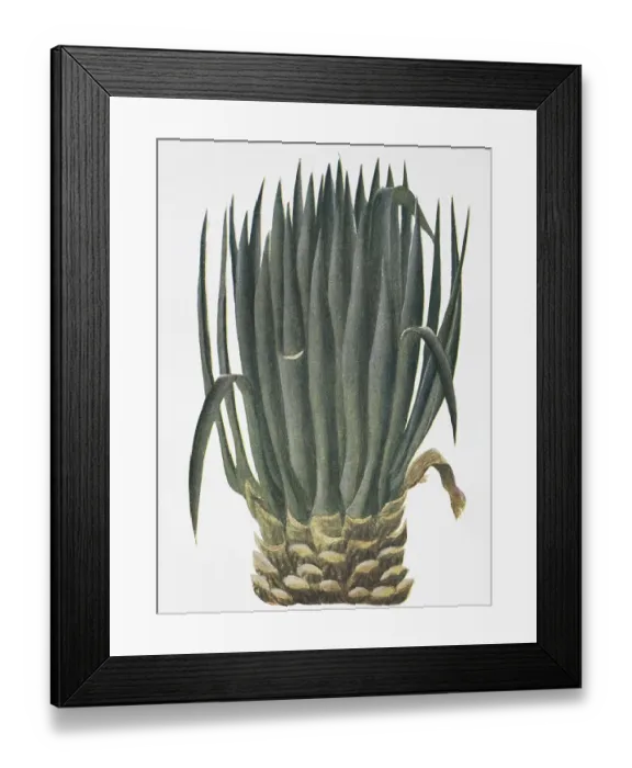 Framed Print : Sisal (Agave sisalana), sisal, digitally restored reproduction of an original from the 19th century Framed Print : Sisal (Agave sisalana), sisal, digitally restored reproduction of an original from the 19th century