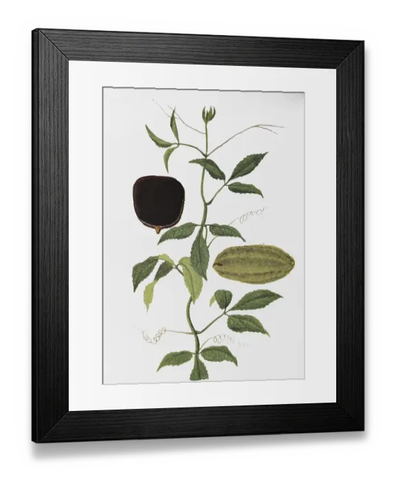Framed Print : Telfairia occidentalis is a useful plant from tropical West Africa