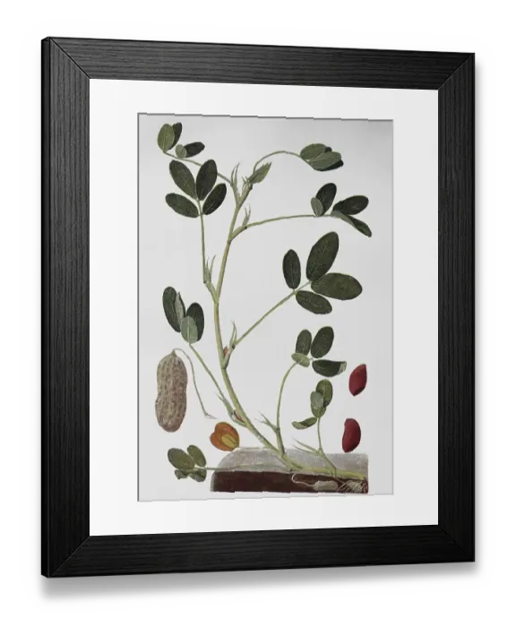 Framed Print : Peanut, Peanut, also known as groundnut (Arachis hypogaea) and goober