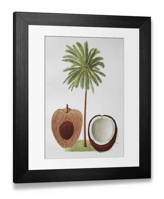 Framed Print : Coconut palm (Cocos nucifera), coconut palm Framed Print : Coconut palm (Cocos nucifera), coconut palm