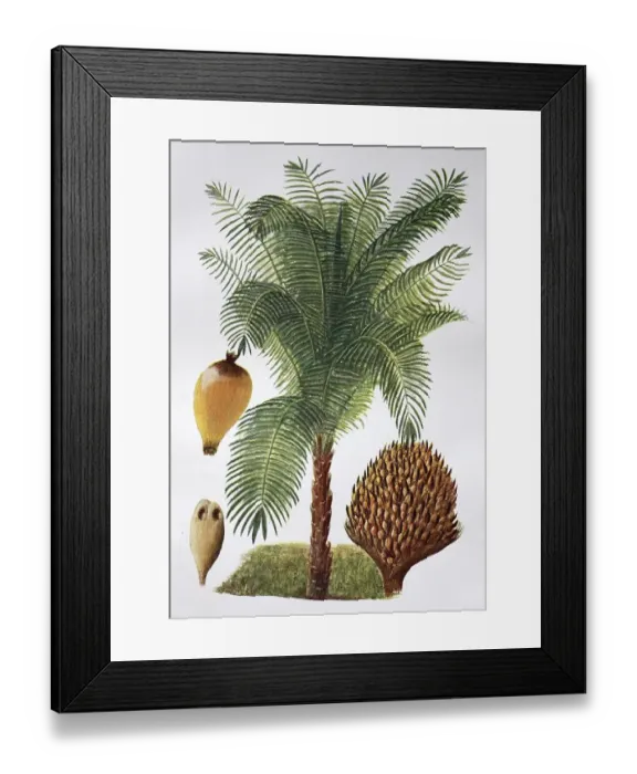 Framed Print : African oil palm (Elaeis guineensis) Framed Print : African oil palm (Elaeis guineensis)