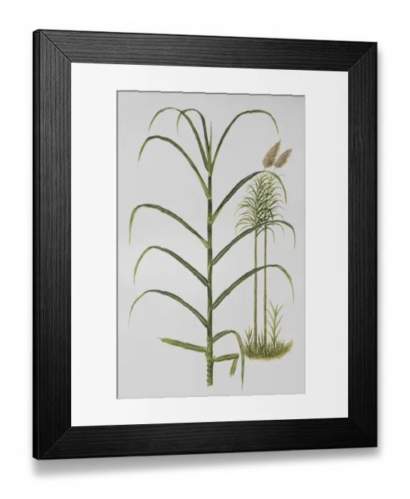 Framed Print : Sugar cane (Saccharum officinarum) Framed Print : Sugar cane (Saccharum officinarum)