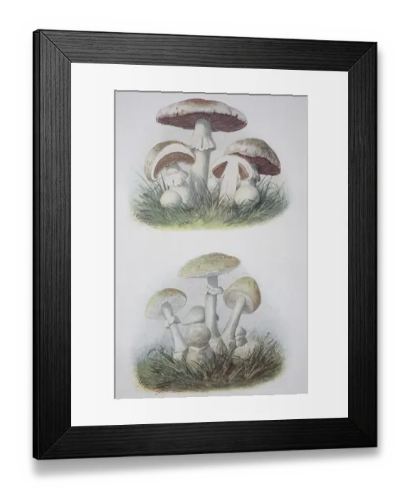 Framed Print : Top: Meadow mushroom, Bottom: Tuber mushroom Framed Print : Top: Meadow mushroom, Bottom: Tuber mushroom