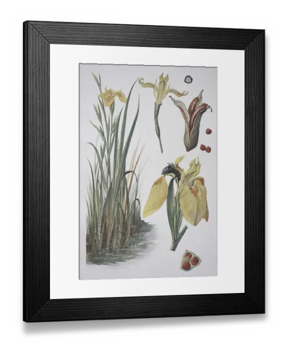 Framed Print : Yellow flag (Iris pseudacorus)