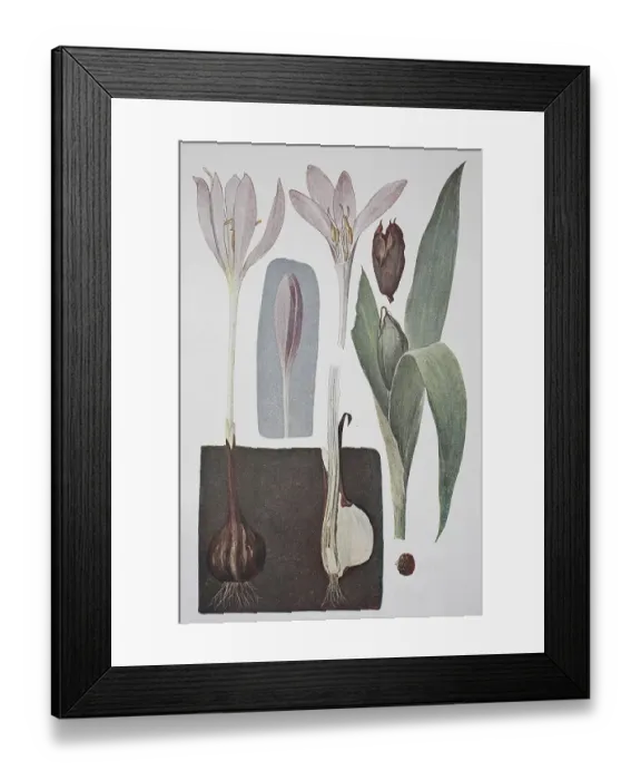 Framed Print : Meadow saffron (Colchicum autumnale)