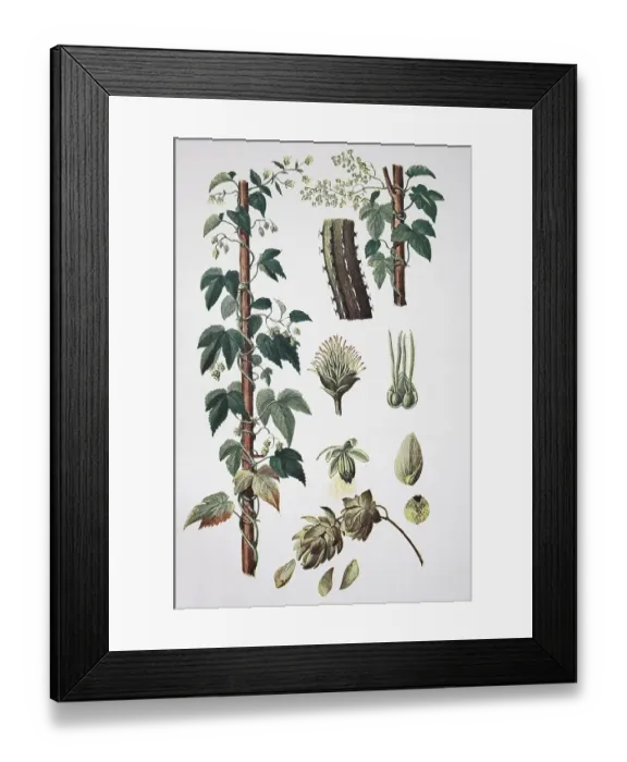 Framed Print : Hop (Humulus lupulus) plant Hop Framed Print : Hop (Humulus lupulus) plant Hop