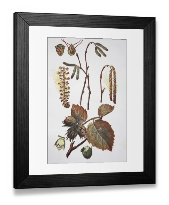 Framed Print : Common hazel (Corylus avellana) Framed Print : Common hazel (Corylus avellana)