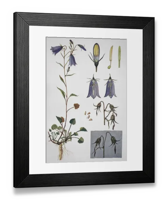 Framed Print : Harebell (Campanula rotundifolia)