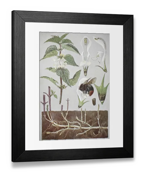 Framed Print : White dead-nettle (Lamium) album Framed Print : White dead-nettle (Lamium) album