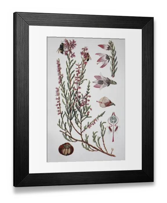 Framed Print : Common heather (Calluna vulgaris) Framed Print : Common heather (Calluna vulgaris)