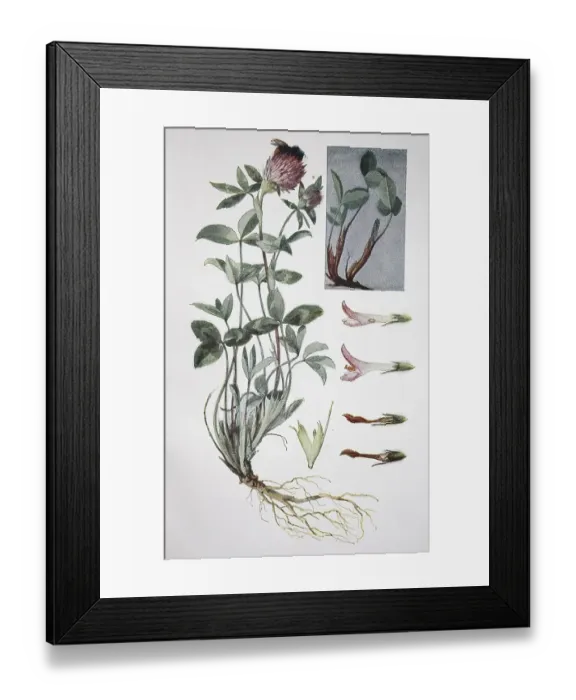 Framed Print : Red clover (Trifolium pratense) Framed Print : Red clover (Trifolium pratense)