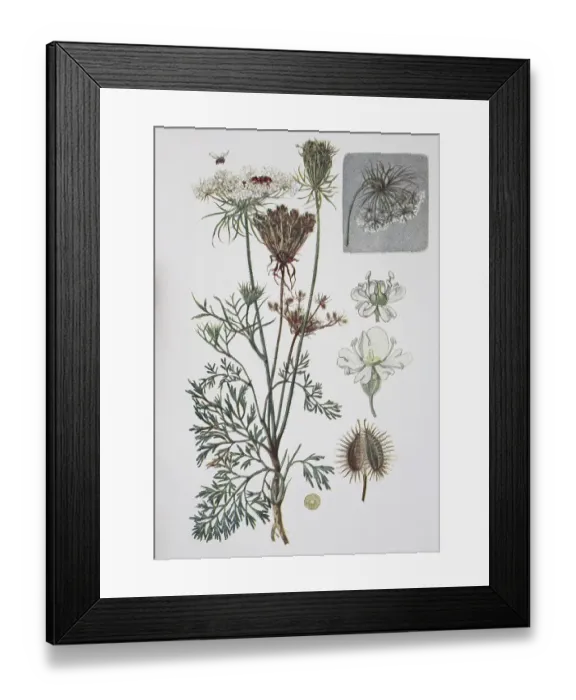 Framed Print : Carrot (Daucus carota), whose common names include wild carrot