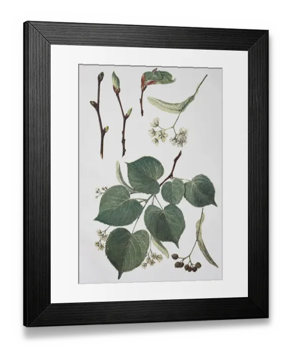 Framed Print : Stone lime (Tilia) ulmifolia, lime-tree Framed Print : Stone lime (Tilia) ulmifolia, lime-tree