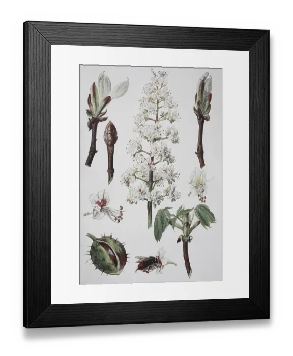 Framed Print : Chestnut, horse-chestnut (Aesculus hippocastanum)