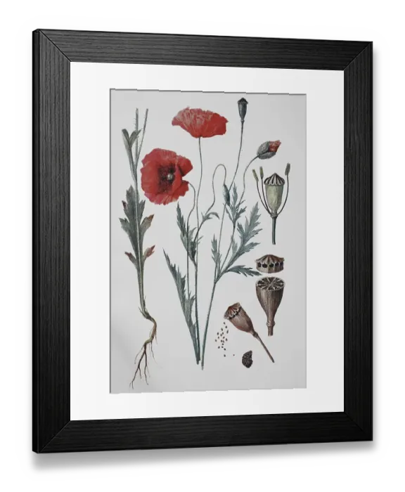 Framed Print : Poppy flowers (papaver rhoeas) Framed Print : Poppy flowers (papaver rhoeas)