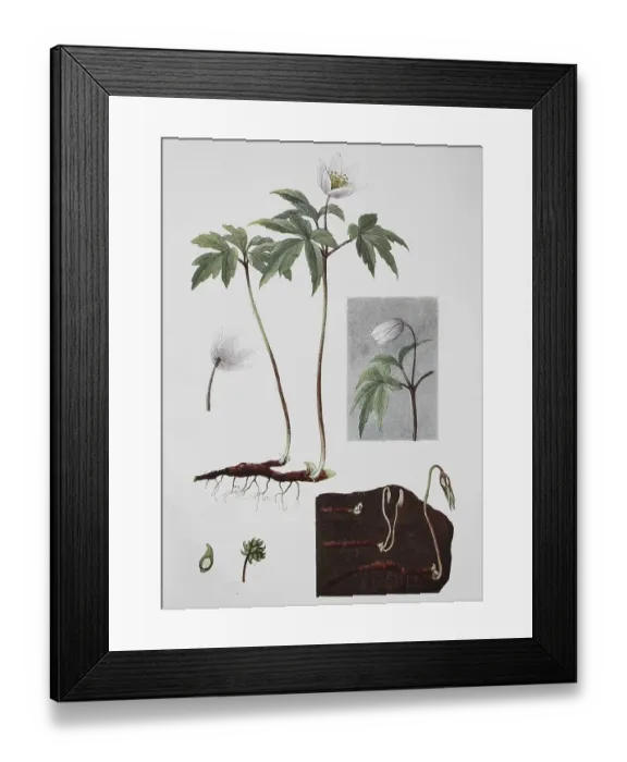 Framed Print : Wood anemone (Anemone nemorosa)