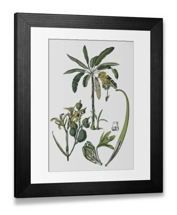 Framed Print : Dessert banana (Musa) paradisiaca