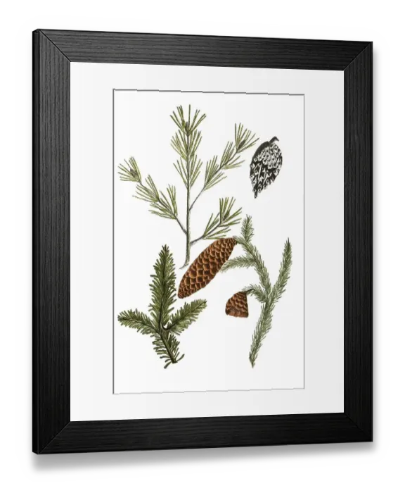 Framed Print : Formina, silver fir (Abies) vulgaris