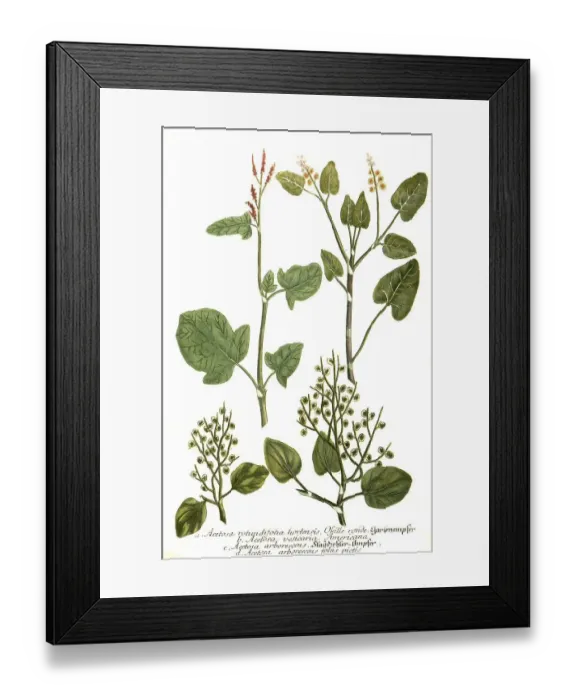 Framed Print : Acetosa rotundifolia hortensis Framed Print : Acetosa rotundifolia hortensis