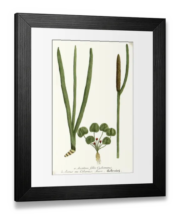 Framed Print : Foliis cyclaminis, variant of aconite (Aconitum) and Acorus calamus