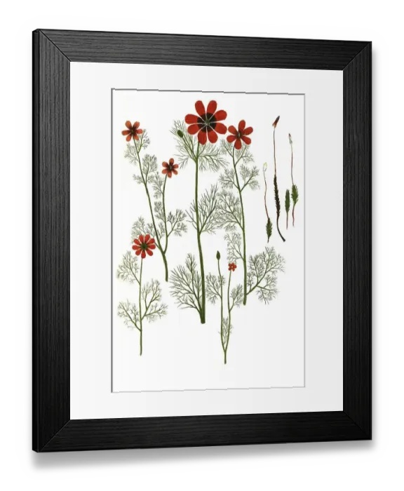 Framed Print : Pheasant's eye (Adonis) hortensis minor Framed Print : Pheasant's eye (Adonis) hortensis minor