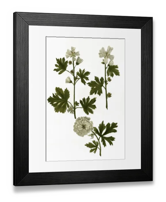 Framed Print : Flore albo, Alcea pentaphyllea alba