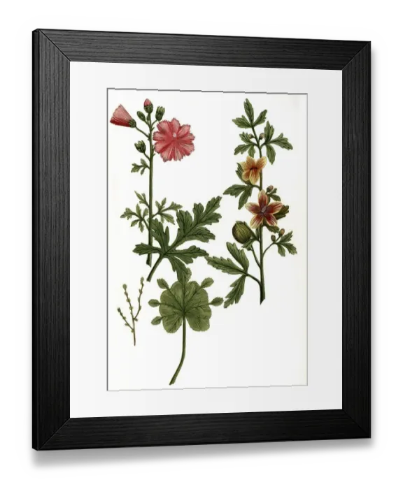 Framed Print : Folio vesicaria minima, Alchemilla folium monstrosum