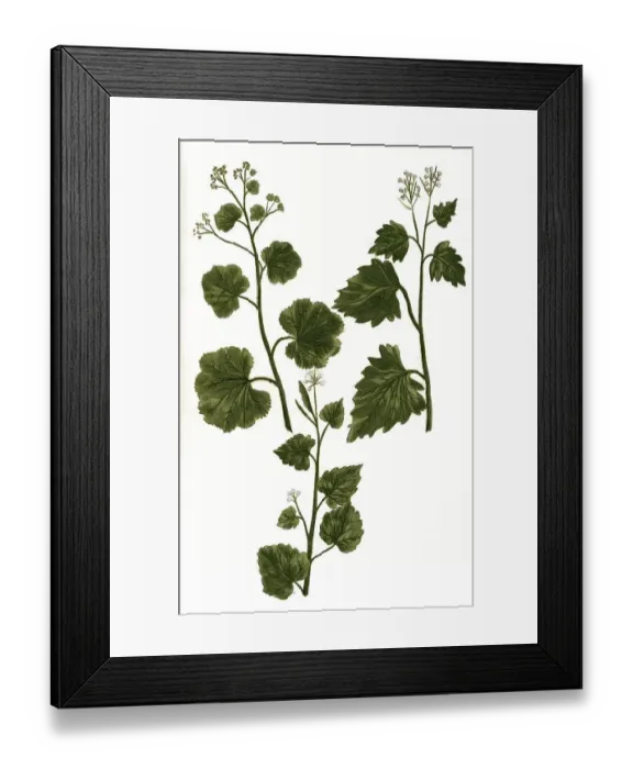 Framed Print : Officinarum, lady's mantle (Alchemilla) Framed Print : Officinarum, lady's mantle (Alchemilla)