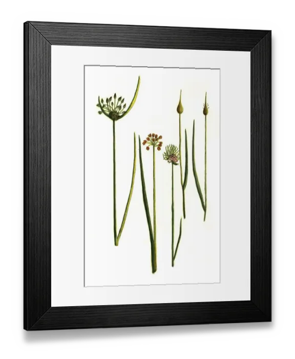 Framed Print : Allium campestre, Allium juncifolium Framed Print : Allium campestre, Allium juncifolium