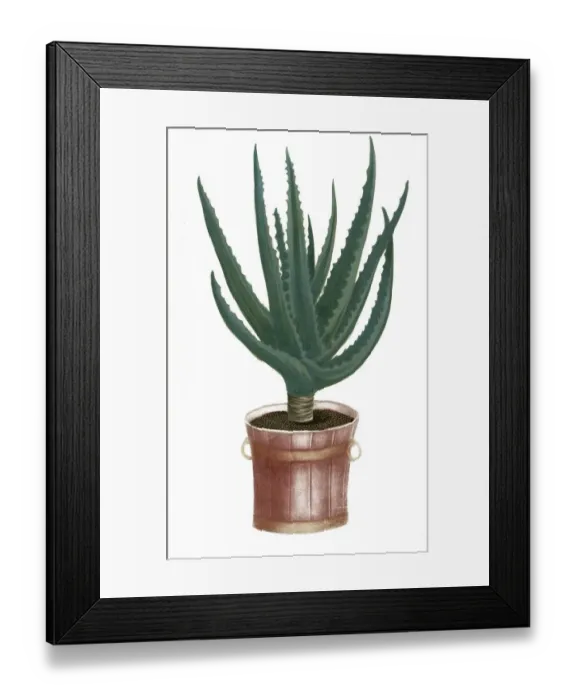 Framed Print : Aloe socotorina vera, Aloe succotrin Framed Print : Aloe socotorina vera, Aloe succotrin