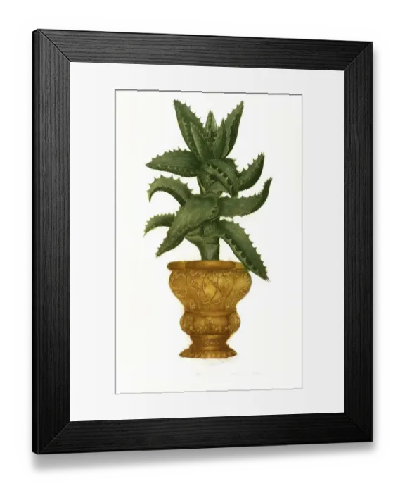 Framed Print : Aloe africana caulescens, a plant species of the genus Aloes Framed Print : Aloe africana caulescens, a plant species of the genus Aloes
