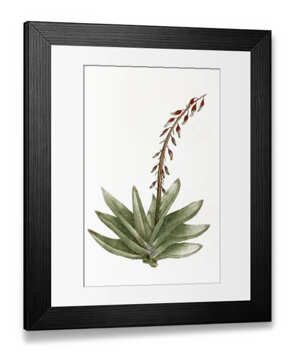 Framed Print : Aloe africana folio latiore maculis et verrucis albicantibus Framed Print : Aloe africana folio latiore maculis et verrucis albicantibus