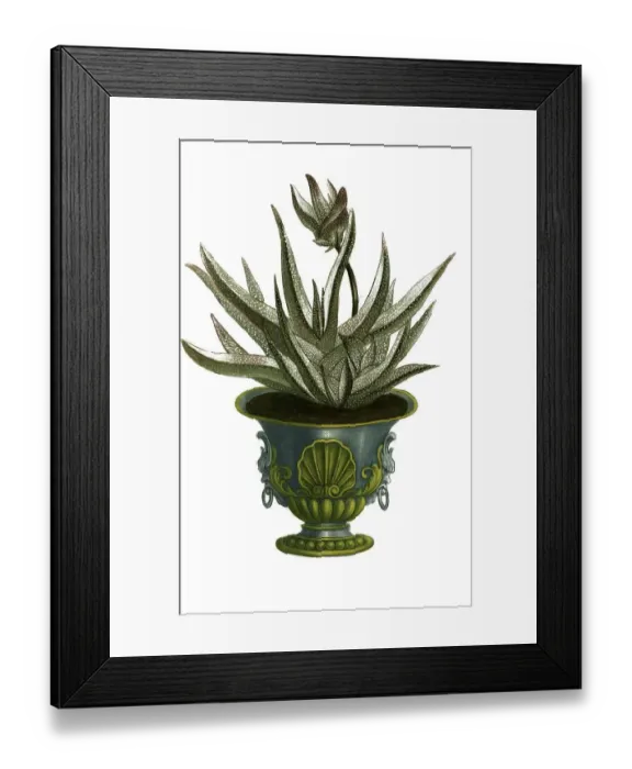 Framed Print : Aloe africana humilis foliis longis ab utraque