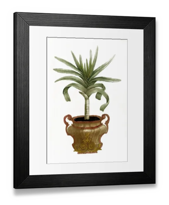 Framed Print : Aloe africana montana arborescens non spinosa